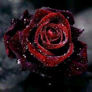 Meet your Posher, Adela